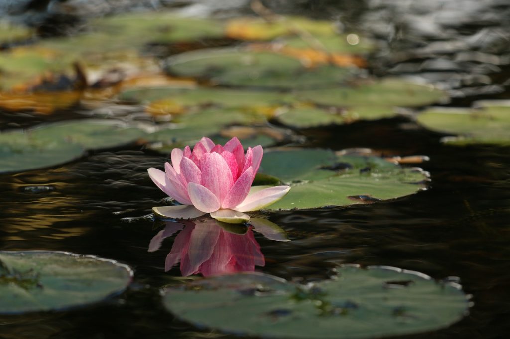 flower, lotus, pond-1845520.jpg